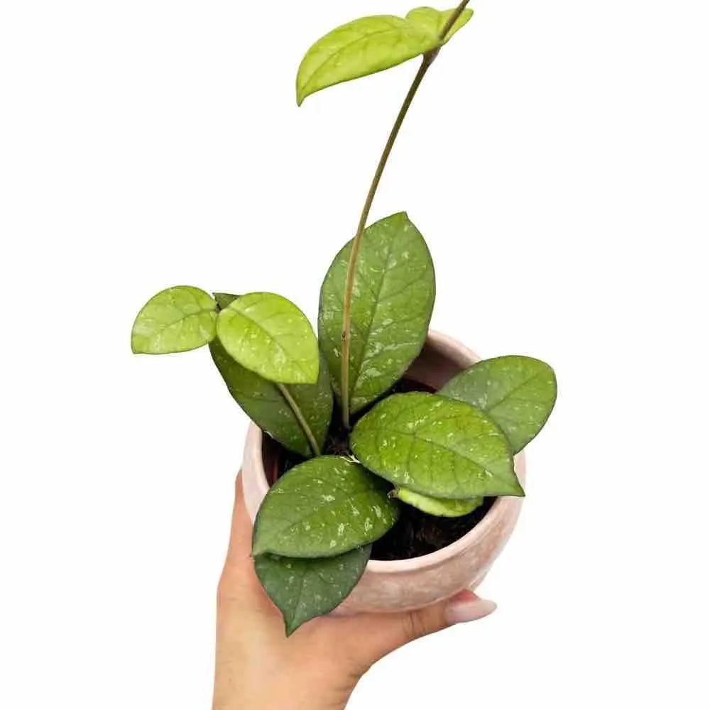 Hoya crassipetiolata - pot de 9cm