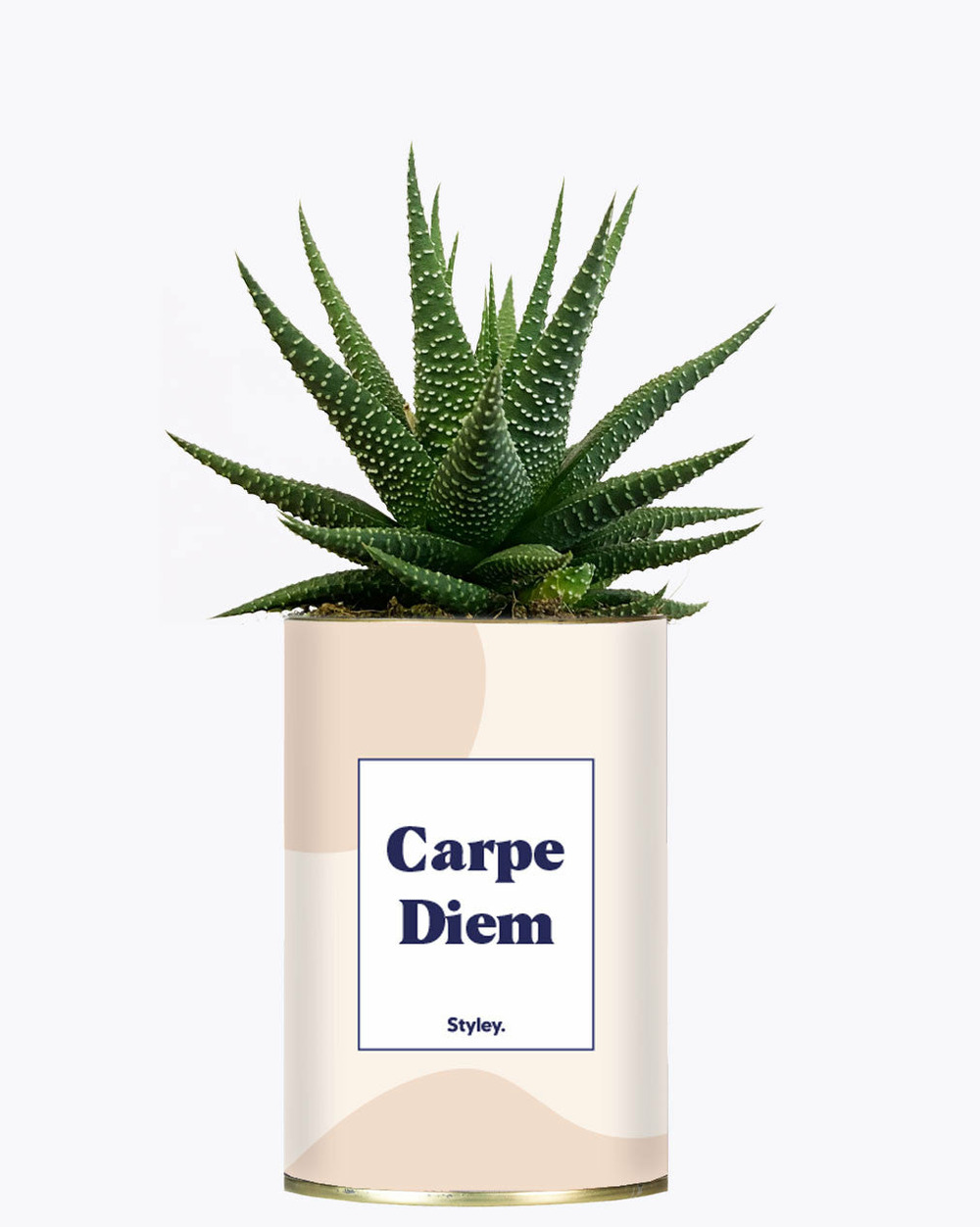 Idée cadeau - carpe diem - cactus