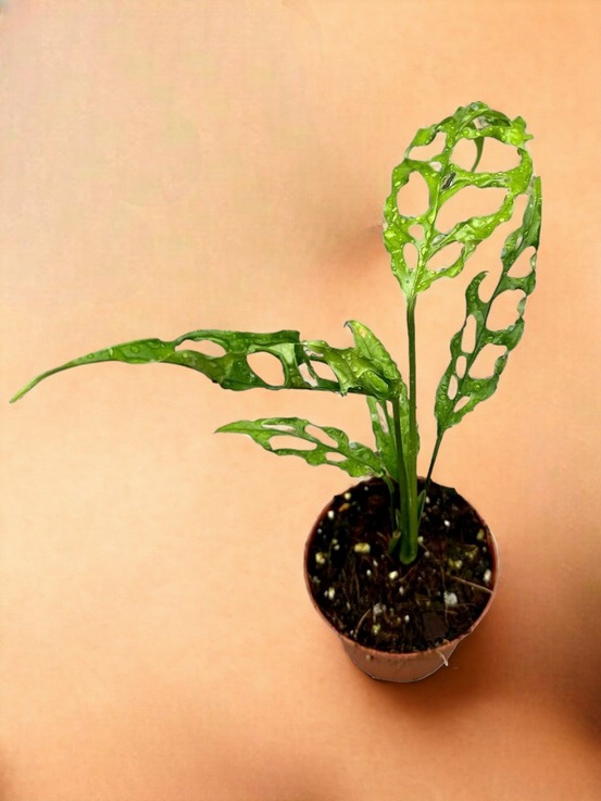 Monstera obliqua peru