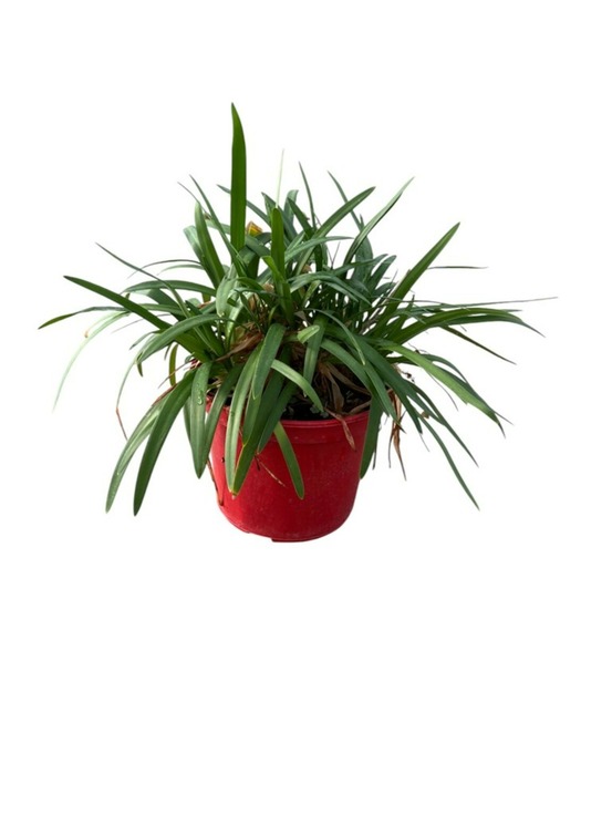 Agapanthus pitchoune white c4l.