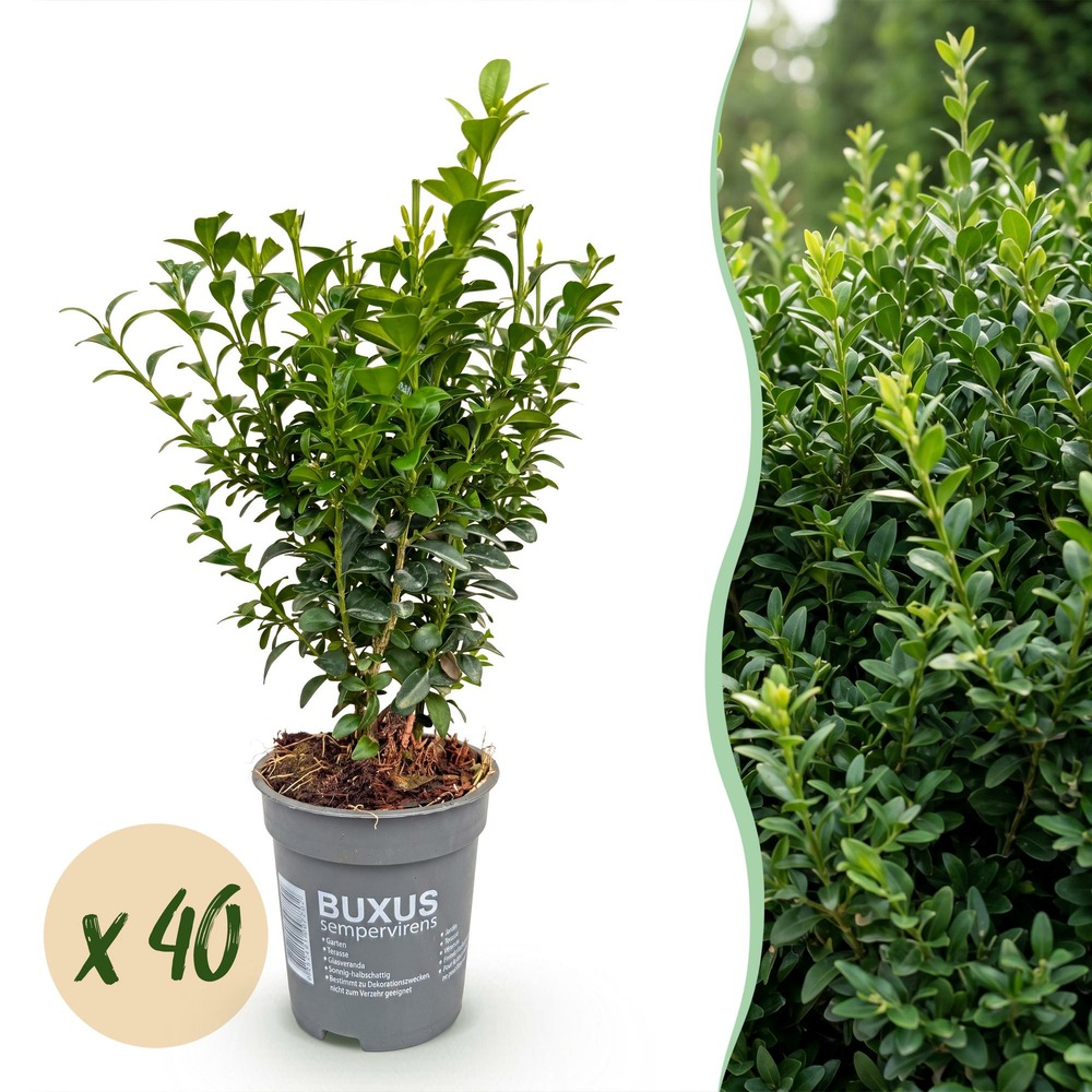 Buis - lot de 40 - pot 9 cm - hauteur 20-25 cm