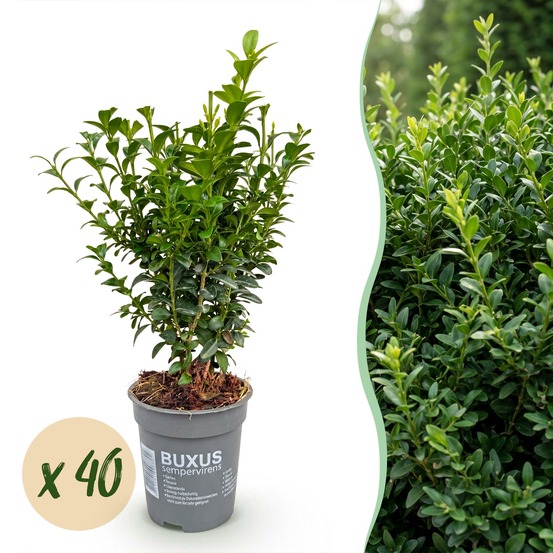 Buis - lot de 40 - pot 9 cm - hauteur 20-25 cm