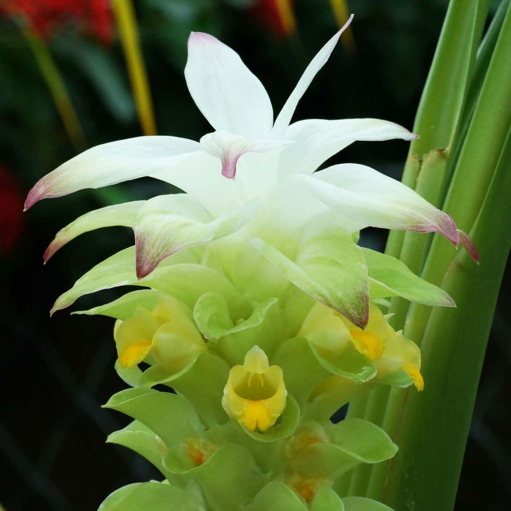 Curcuma pot de 2l/3l