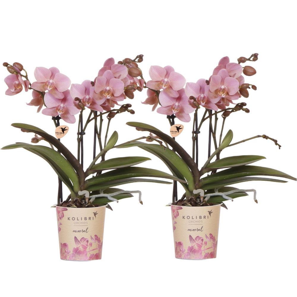 Orchidée phalaenopsis 'trévise' (phalaenopsis) - duo de 2 orchidées - pot de 9cm - plantes d'intérieur