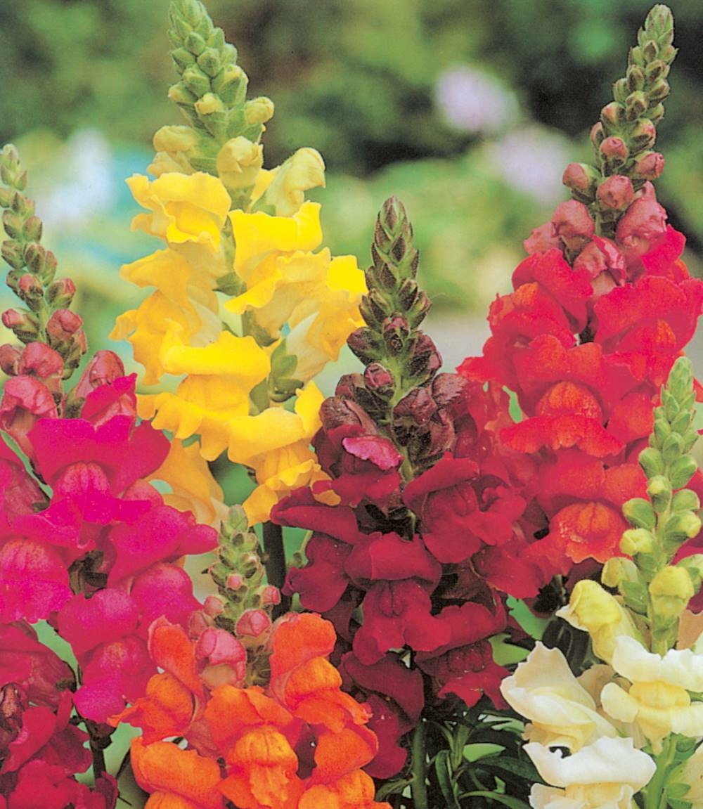 Muflier demi-nain - 0.5 g