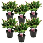 Schlumbergera tricolor - set de 6 cactus de noël - plante d'intérieur fleurie et colorée - pot 9cm - hauteur 15-25cm