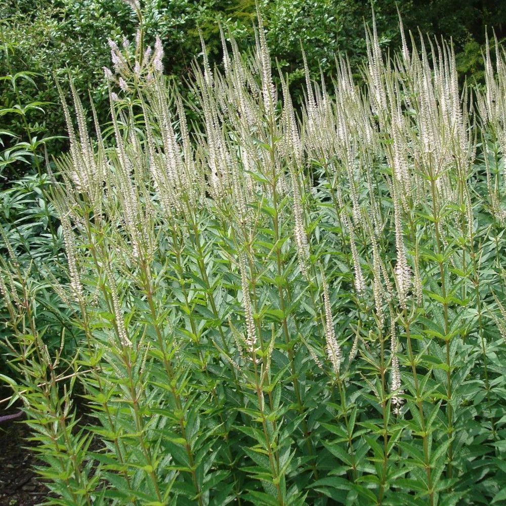 Veronicastrum de virginie pink glow lot de 9 godets