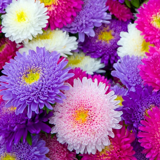 Aster de chine 'super princesse' en mélange le sachet de 300 graines environ (0,8g)