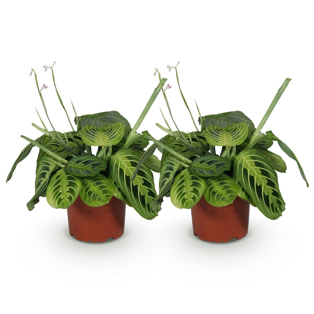 Maranta fascinator lemon lime - pet-friendly - plante de prière - pot de 12cm - hauteur 25-35cm