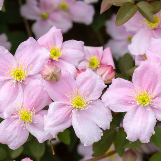 Clematite - clematis montana pink perfection 70cm