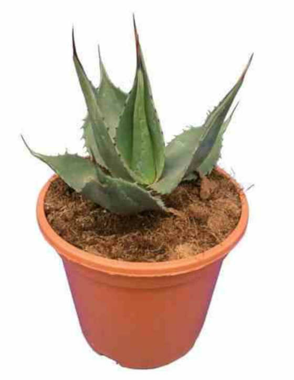 Agave americana cv. Havardiana- pot de 5 litres