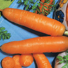 Collection de carottes : nantaise, carentan, colmar, les 3 sachets / ±40000 graines