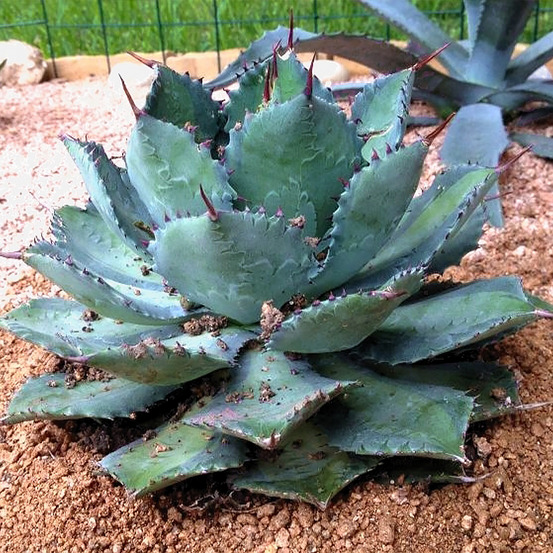 Agave papillon nain pot de 10 cm/11cm