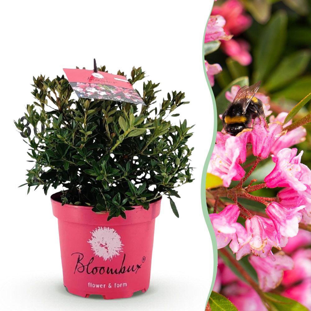 Rhododendron - pot 17 cm - hauteur 40 cm