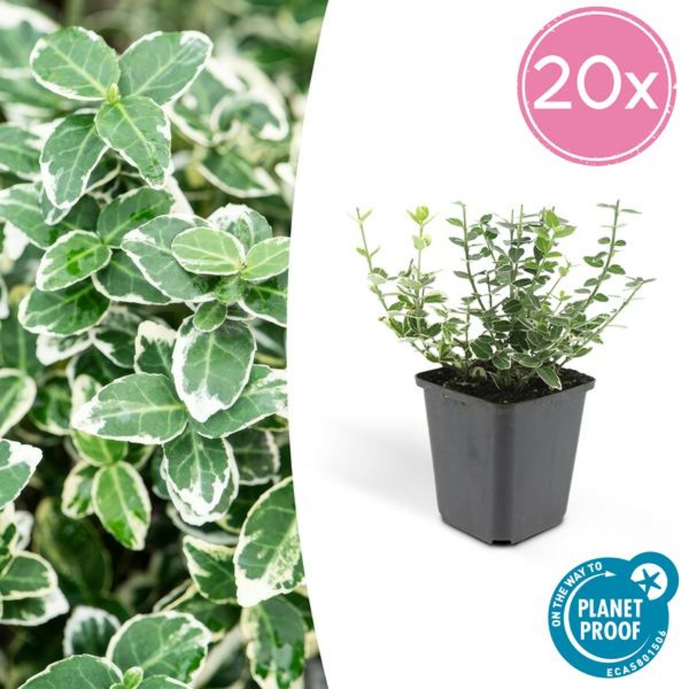 Fusain 'emerald 'n gaiety' x20 – entre 1,25 et 1,67m2