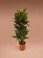 Plante d'intérieur - codiaeum croton petra 100cm
