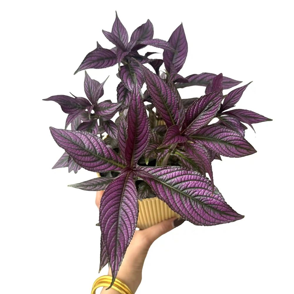 Strobilanthes - pot de 12cm - plantes d'intérieur