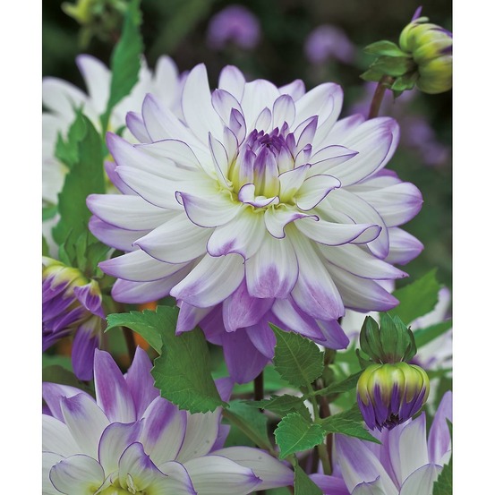 Dahlia deco victoria ann