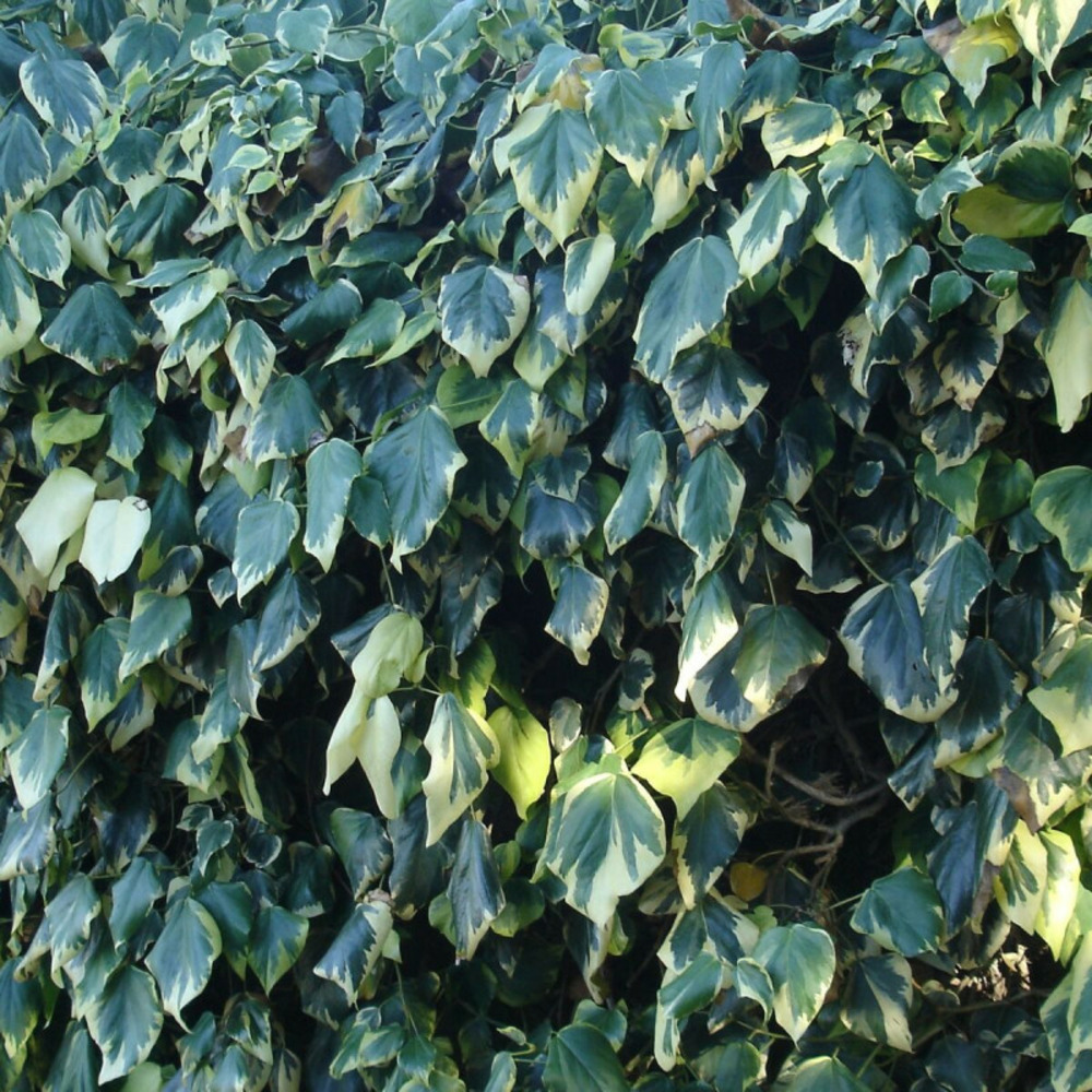 Lierre d'alger gloire de marengo pot de 3l - echelle bambou 60/120 cm