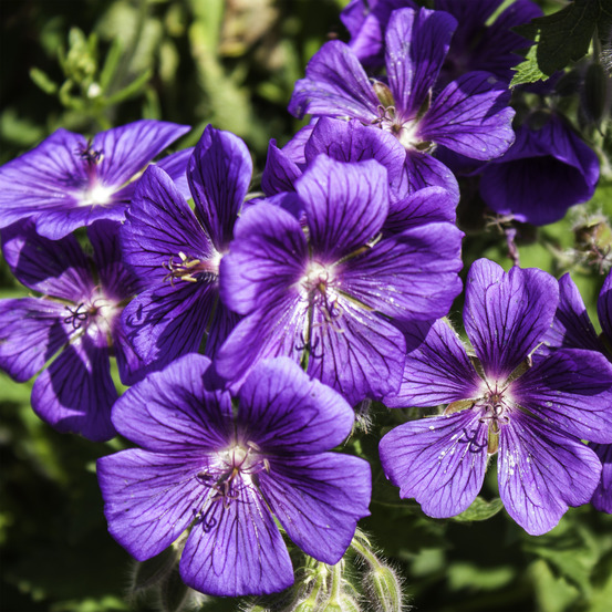 Géranium vivace 'rosemoor' godet de 8/9 cm