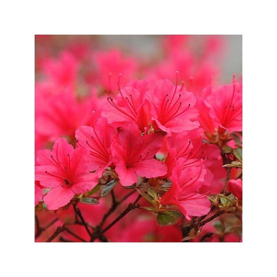 Azalée japonaise - azalea japonica madame galle pot de 2l/3l