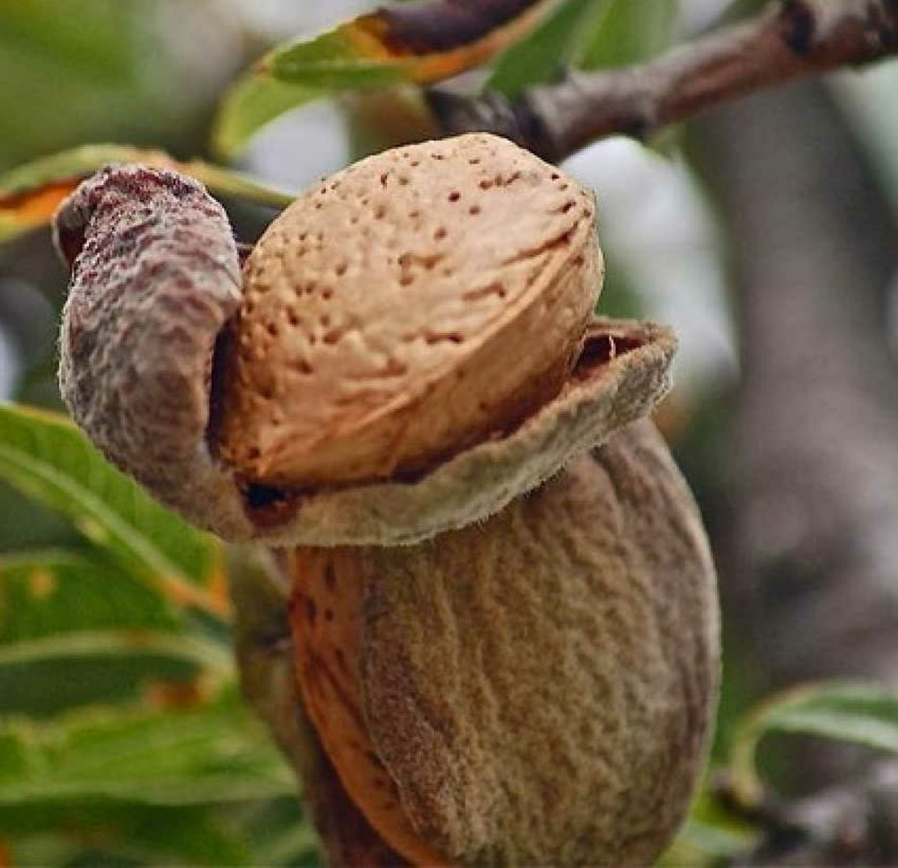 Prunus dulcis var. Guara (amandier super productif, floraison tardive, fruit gouteux)) pot de 9 litres -140/160 cm