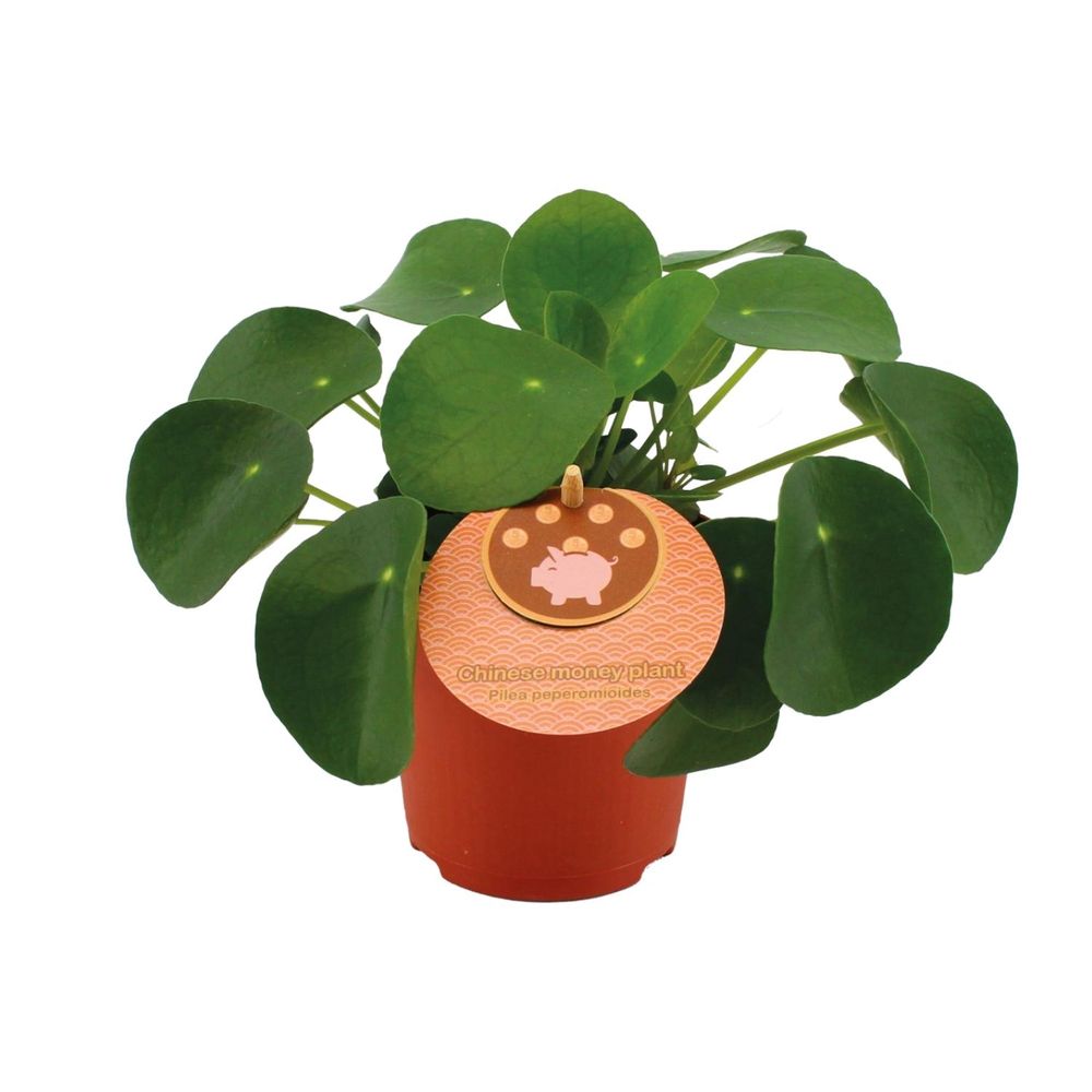 Pilea peperomioides - ø11cm - ↕15cm - plantes d'intérieur