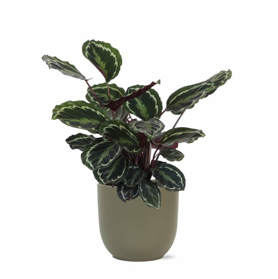 Calathea medallion et son pot olive - hauteur 70cm