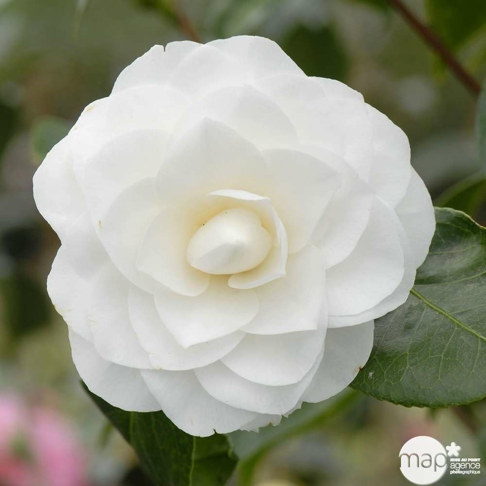 Camellia 'nuccio's gem' : 2 litres (blanc pur)
