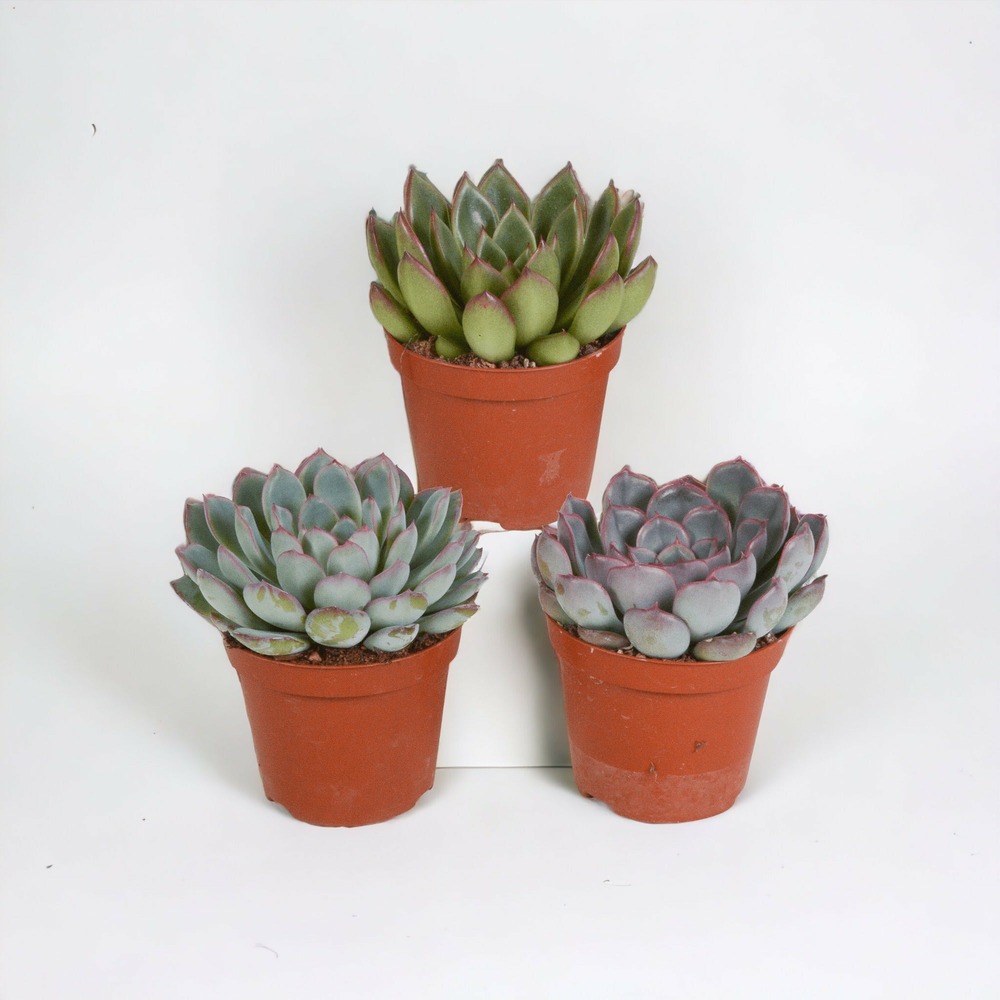 Echeveria, box de 3 plantes, h15cm