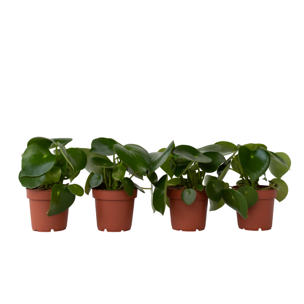 Pépéromie - set de 4 - peperomia polybotrya - hauteur 20-30cm - ⌀12cm