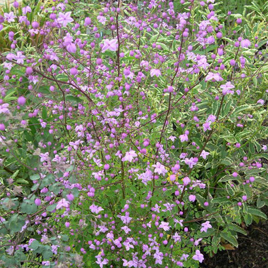 6 x pigamon de delavayi - thalictrum delavayi - godet 9cm x 9cm