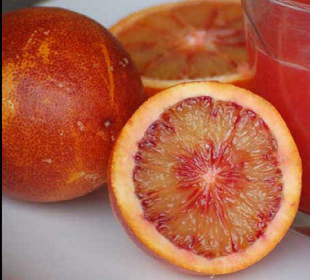 Citrus sinensis var.sanguine ou sanguinelli (orange sanguine) pot de 4 litres - 30/50 cm