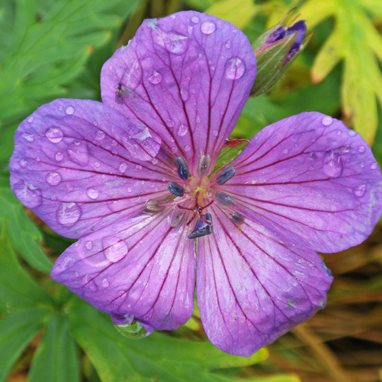Géranium vivace 'kashmir purple' pot de 2l/3l