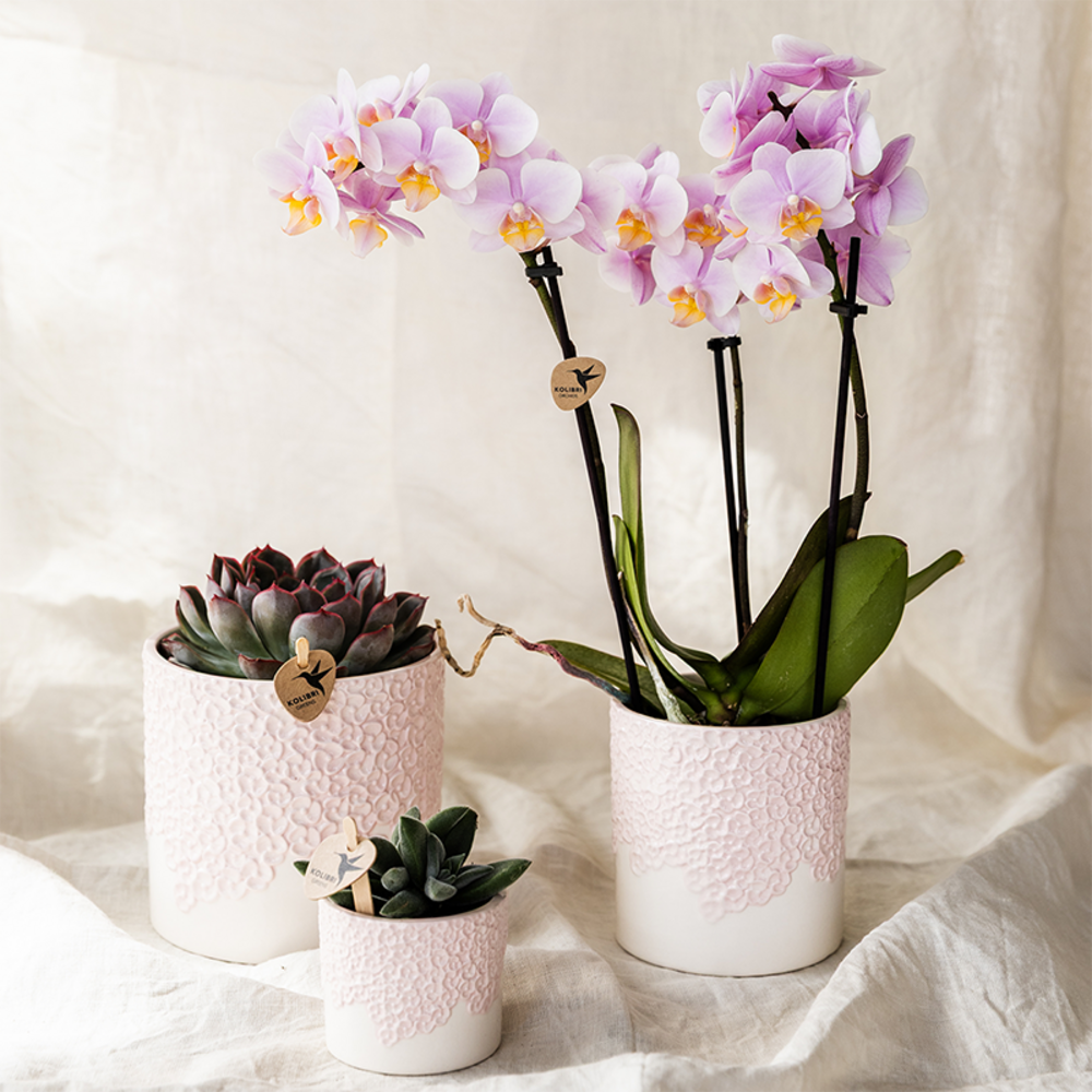 Cache‑pots bloom rose - lot 6 cm + 9 cm + 12 cm