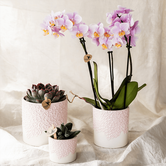 Cache‑pots bloom rose - lot 6 cm + 9 cm + 12 cm