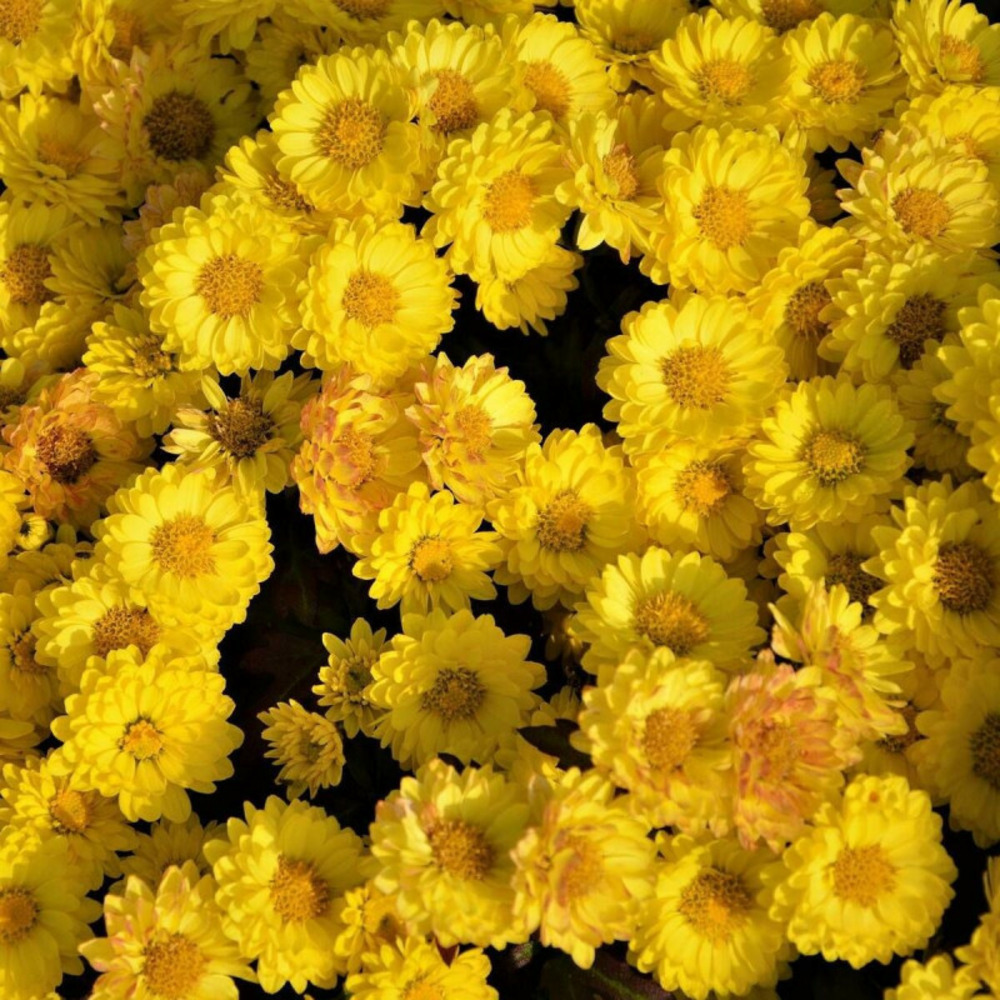 Chrysanthème du pacifique bengo gold godet - 5/20 cm