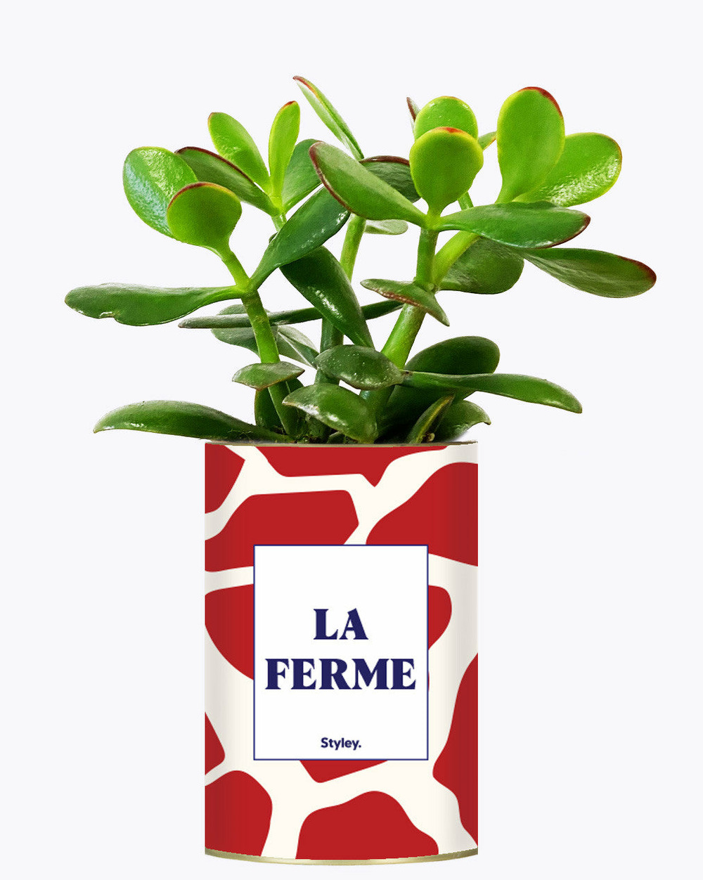 Plante personnalisée - la ferme - cactus