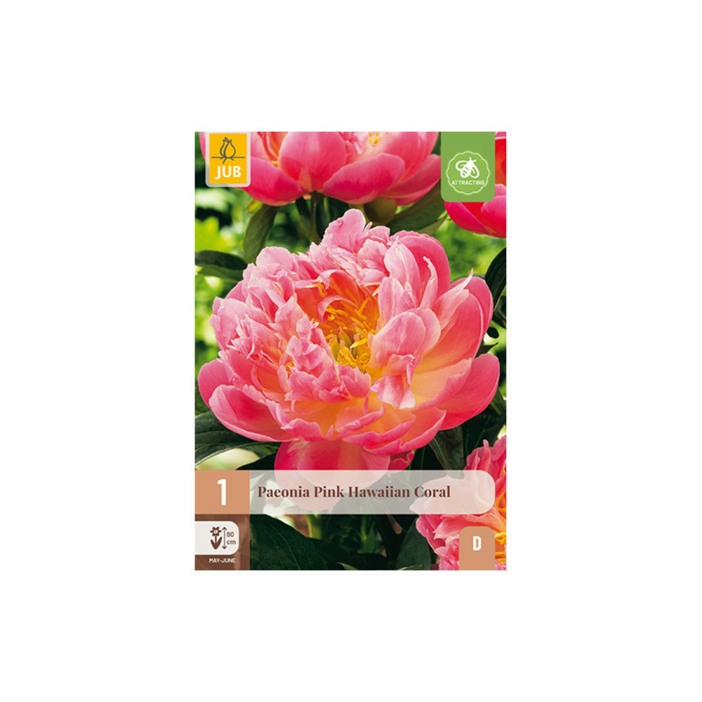 1 pivoine pink hawaiian coral multicolore