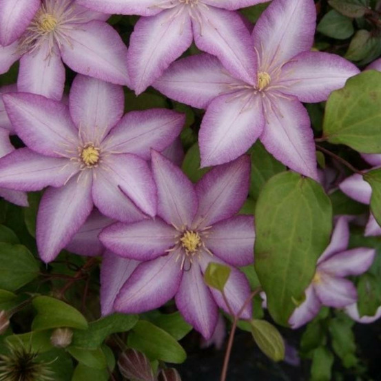 Clématite morning star® 'zoklako' pot de 2l - tuteur bambou 60/90 cm