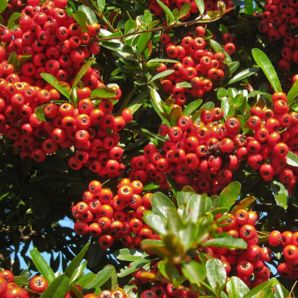 Buisson ardent orange glow, pyracantha pot de 3l - 60/80 cm