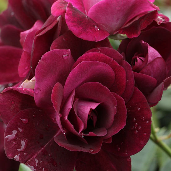 Rosier burgundy ice ® - le pot / 3l / hauteur livrée 15-40cm