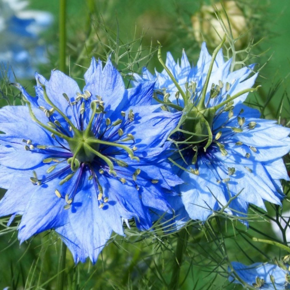 Graines de fleurs, graines de nigelle, environ 400 graines par paquet, 5 paquets