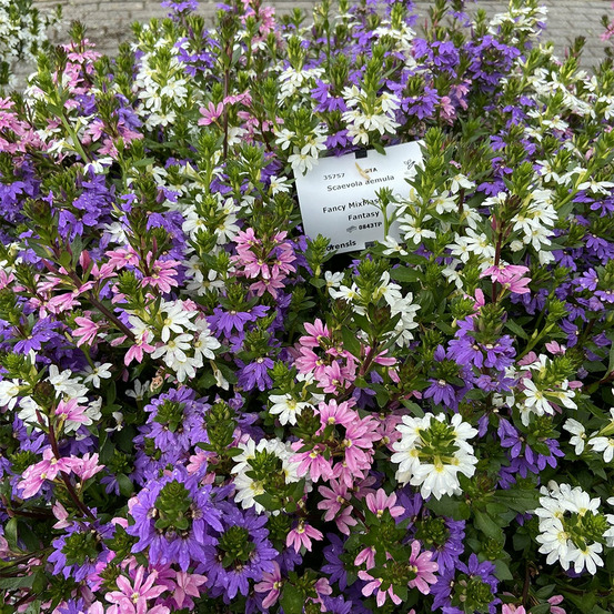 3 scaevola rose, bleu, blanc en mélange - les 3 pots / ø 10.5cm