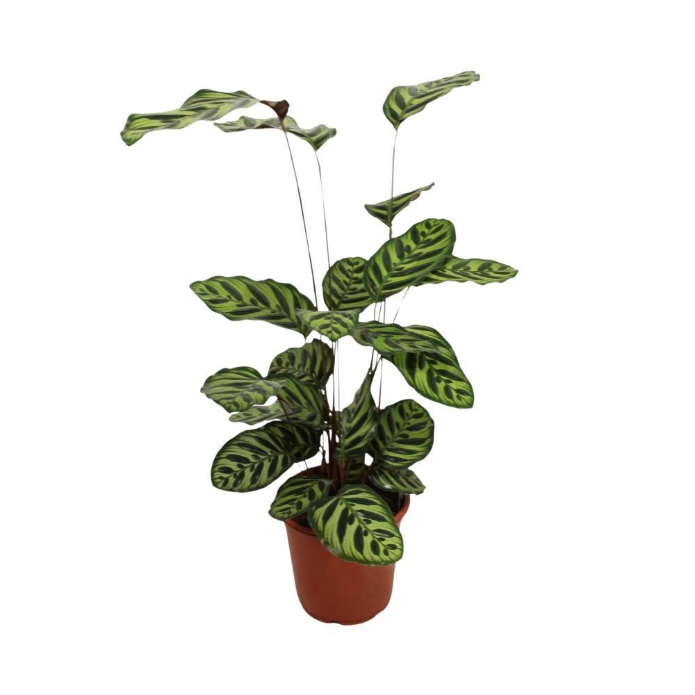 Plante d'intérieur - calathea makoyana 55.0cm