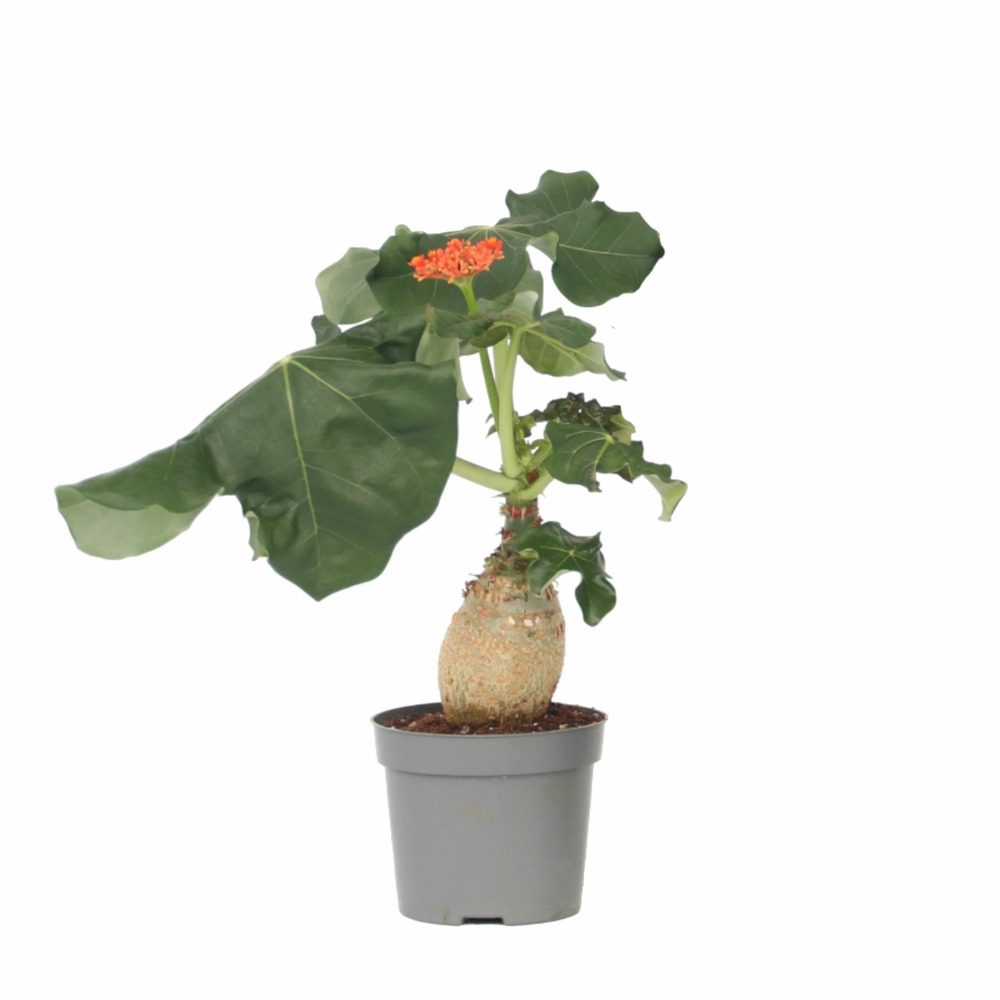 Podagre - jatropha podagrica - hauteur 25-45cm - ⌀13cm