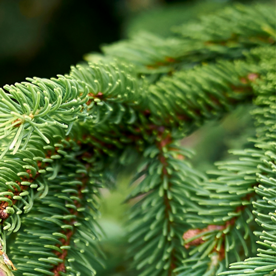 Épicéa commun wills zwerg - picea abies wills zwerg 20/30cm pot 2,5l