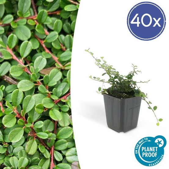 Cotonéaster de dammer 'streib's findling' x40 – entre 2,5 et 3,33m2