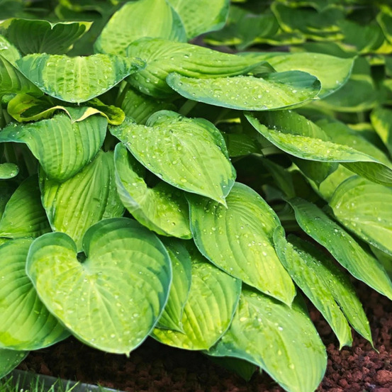 Hosta paul's glory pot de 1 litre
