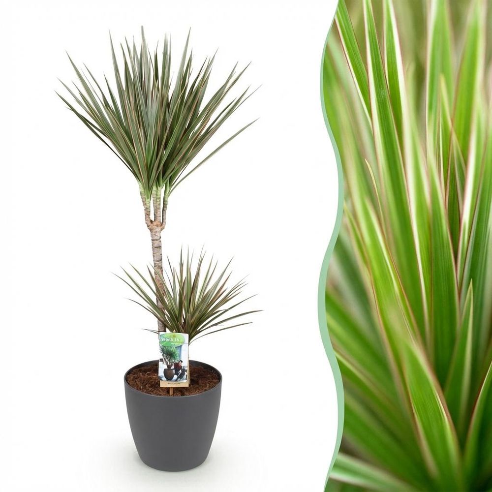 Dracaena marginata bicolor - plantes d'intérieur